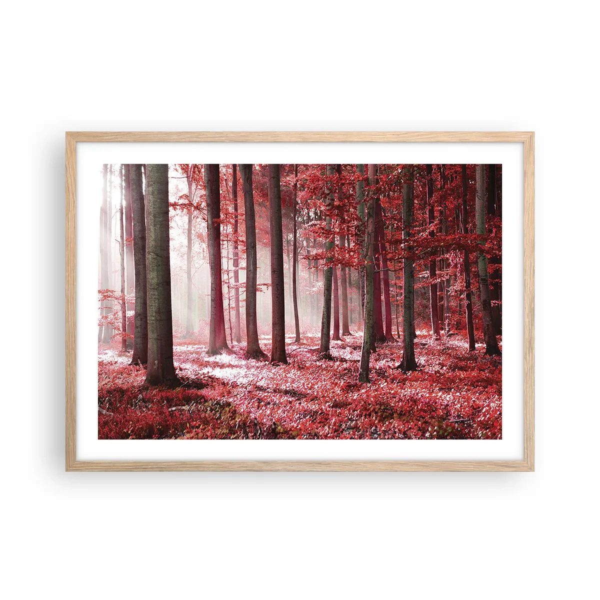 Plakat i ramme af lyst egetræ - Rød er lige så smuk - 70x50 cm
