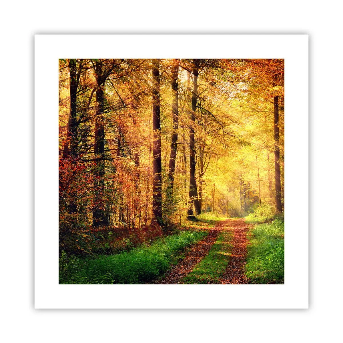 Plakat - Skovgylden stilhed - 40x40 cm