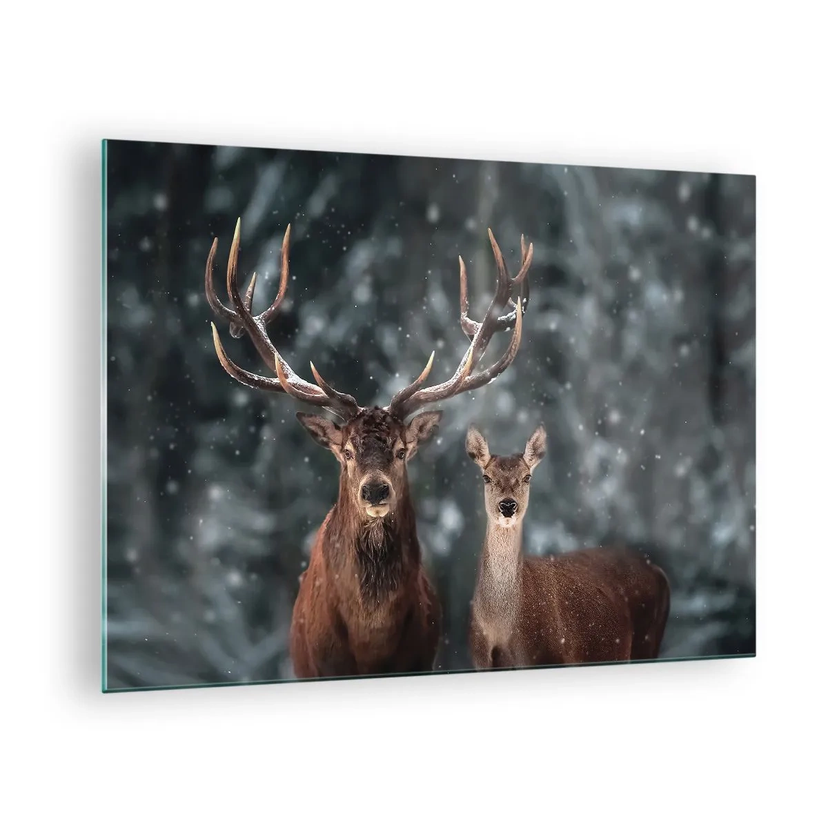 Billede på glas - En hjort og en hind i en vinterskov dækket af sne - 70x50cm - Skovens herre og hans kone - Moderne vægdekoration til stue og soveværelse ARTTOR