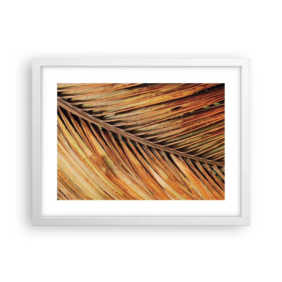 Plakat i hvid ramme - Kokosnød guld - 40x30 cm