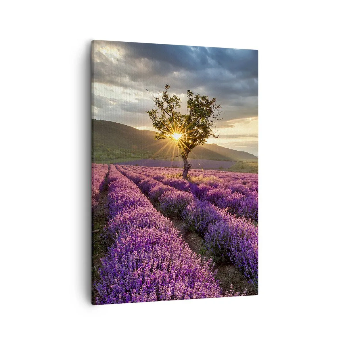 Lærredstryk - Billede på lærred - Lilla aroma - 50x70 cm