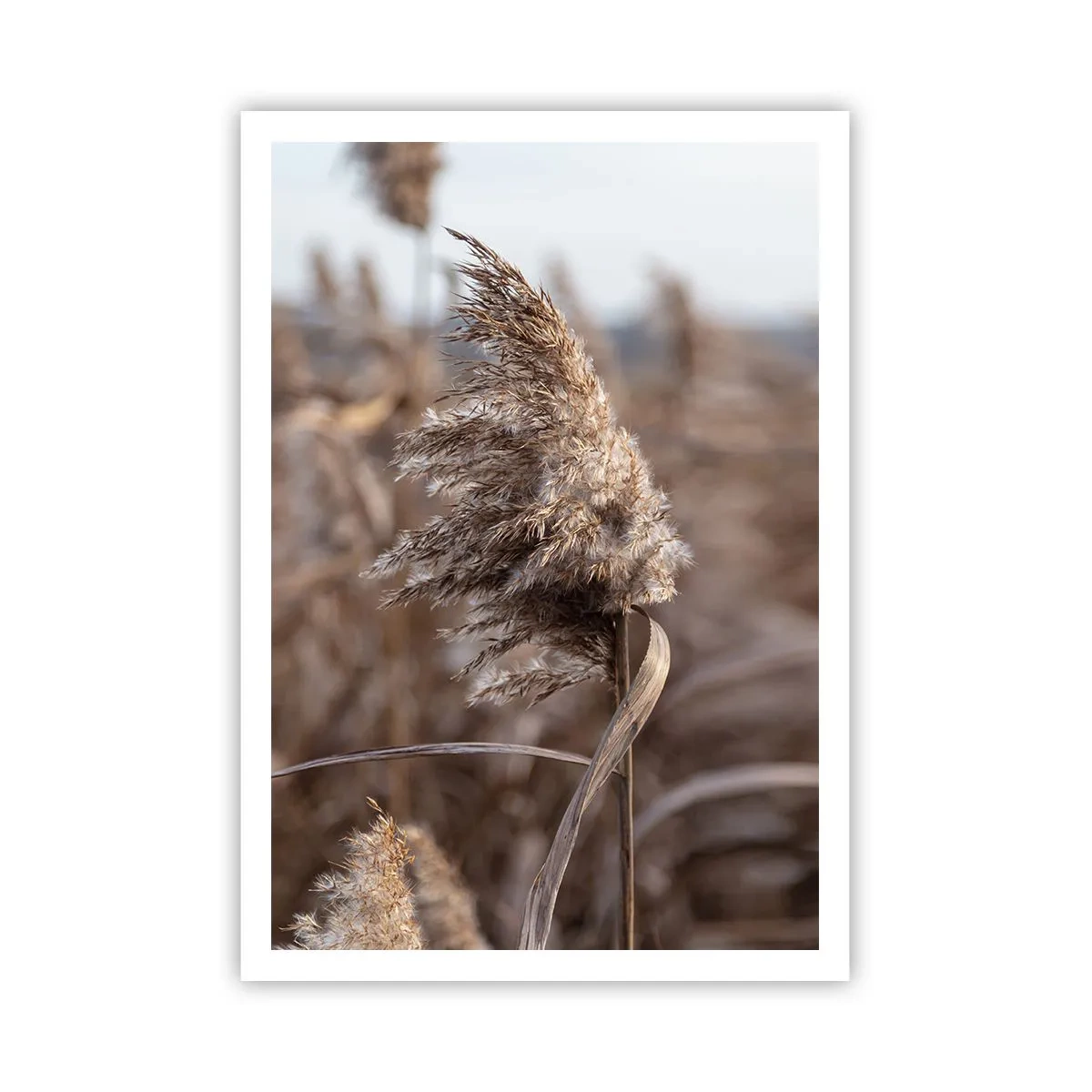 Plakat - Tid til at flyve væk med vinden - 70x100 cm