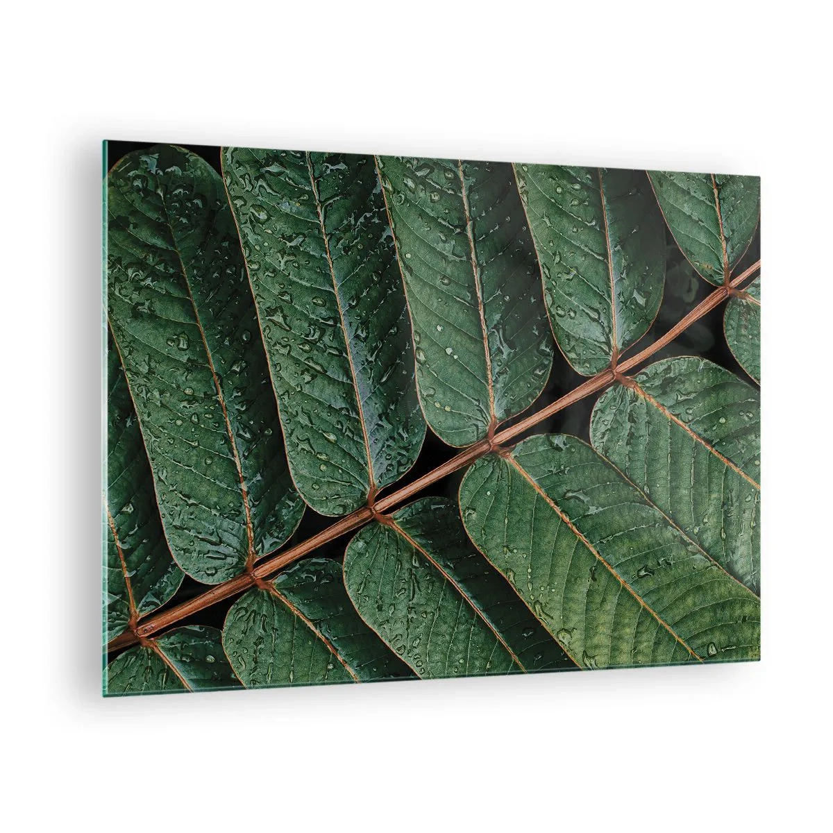 Billede på glas - Nærbillede af grønne blade med vanddråber - 70x50cm - I en grøn rytme - Moderne vægdekoration til stue og soveværelse ARTTOR