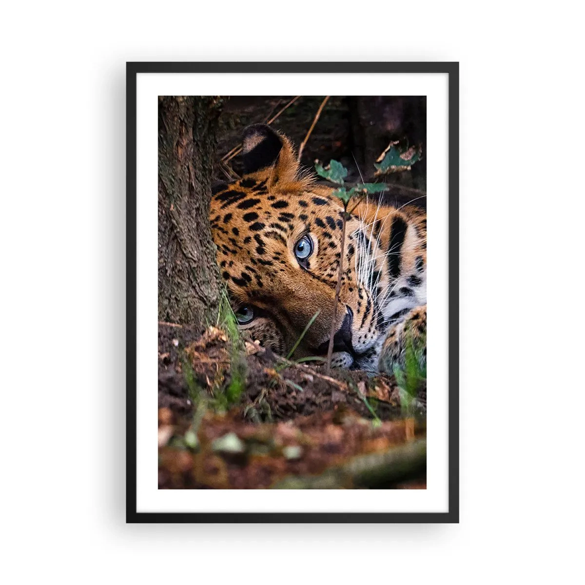 Plakat i sort ramme - En liggende leopard med intense blå øjne - 50x70cm - Stol på mig - Moderne vægdekoration til stue og soveværelse ARTTOR