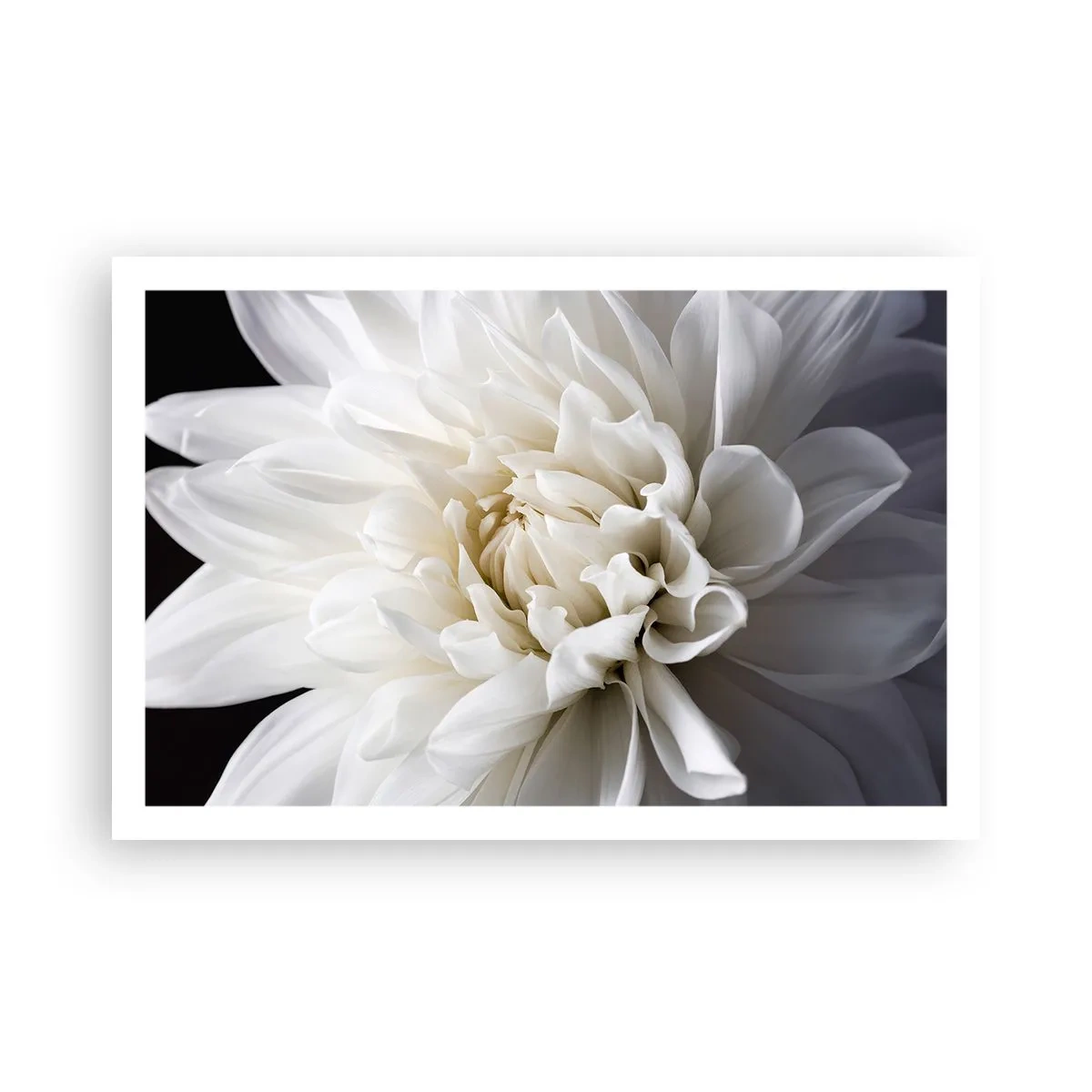 Plakat - Morgenbrud - 91x61 cm