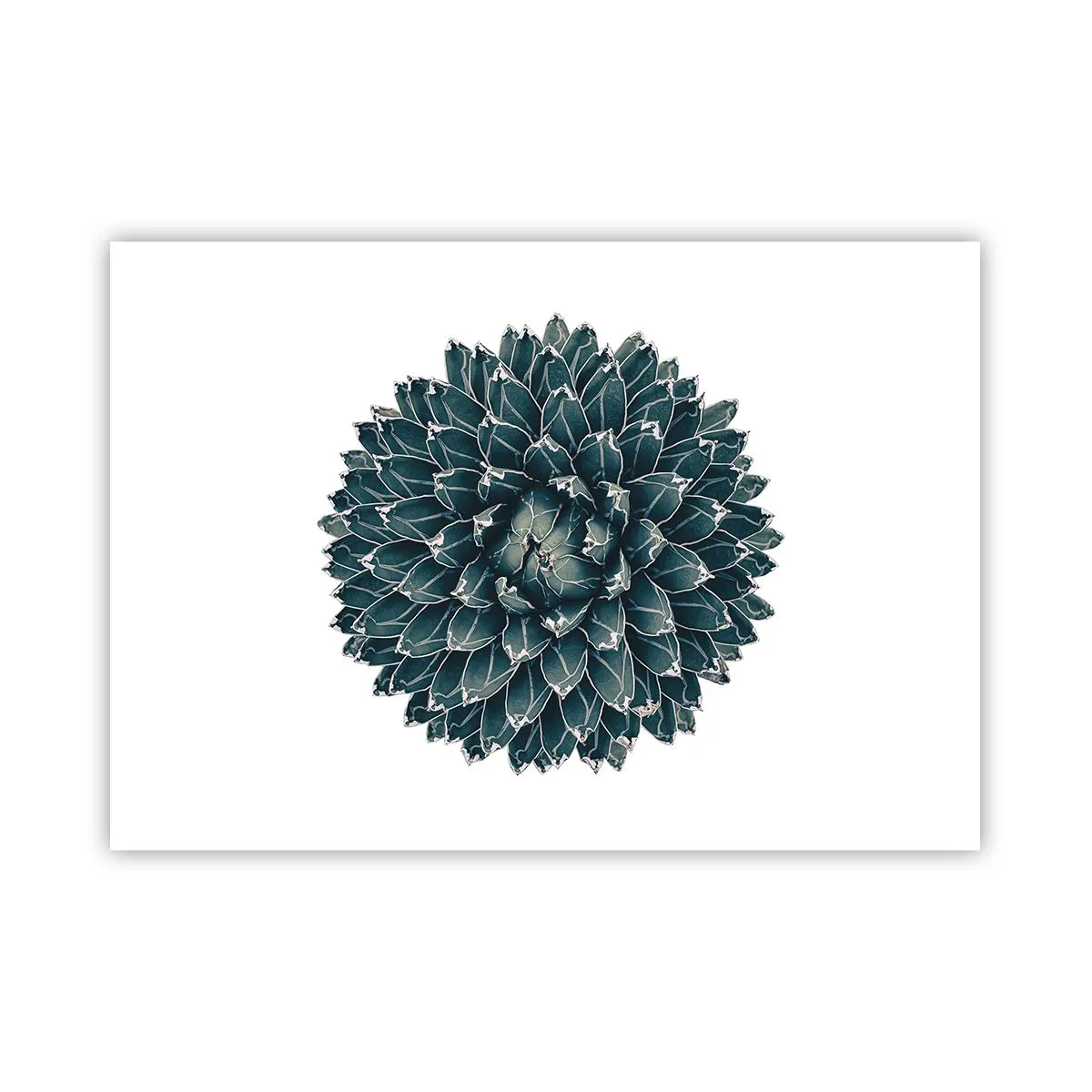 Plakat - Ørkenstjerne - 100x70 cm