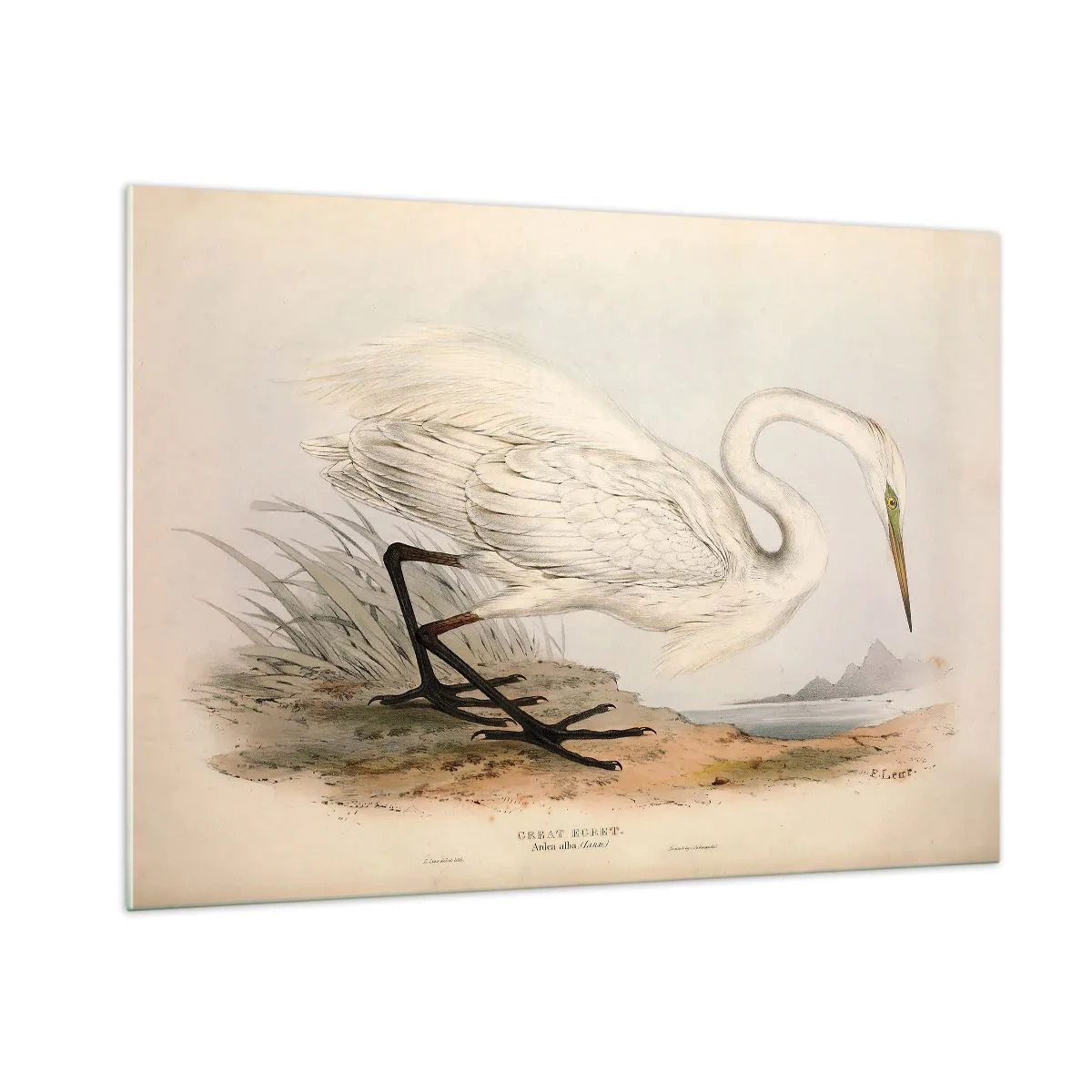 Billede på glas - Dame på sivene - 100x70 cm