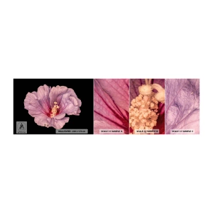 Prøve Fototapet Selvklæbende Deluxe Sticker - Lige i hjertet - Blomst, Stykke, Grafik - 100x30 cm