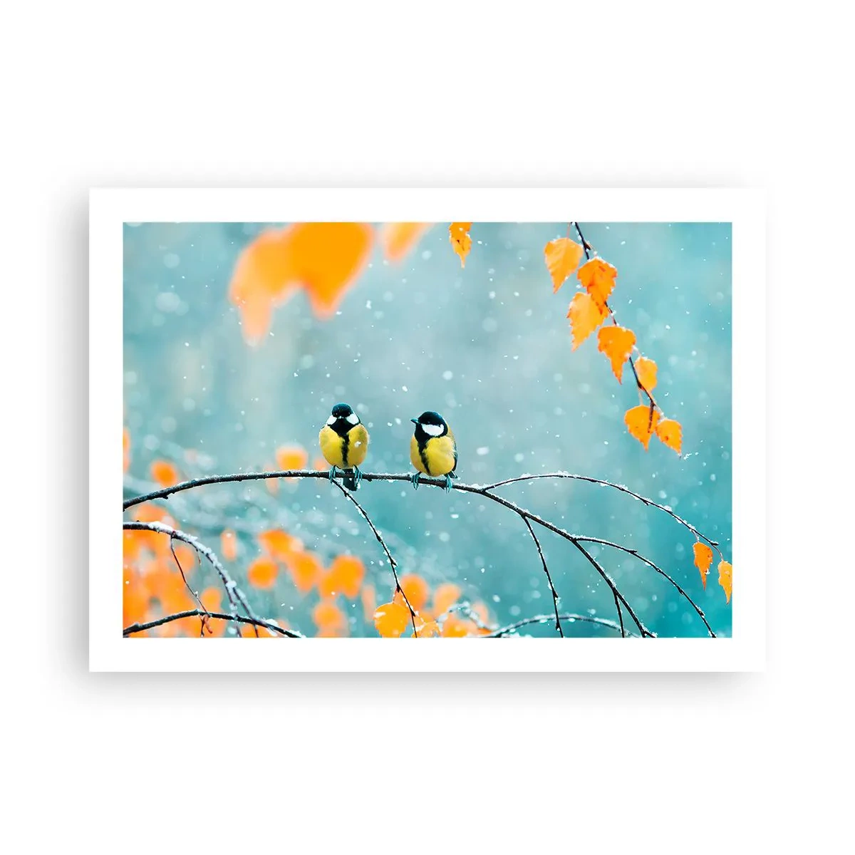 Plakat - Sladder om fugle - 70x50 cm