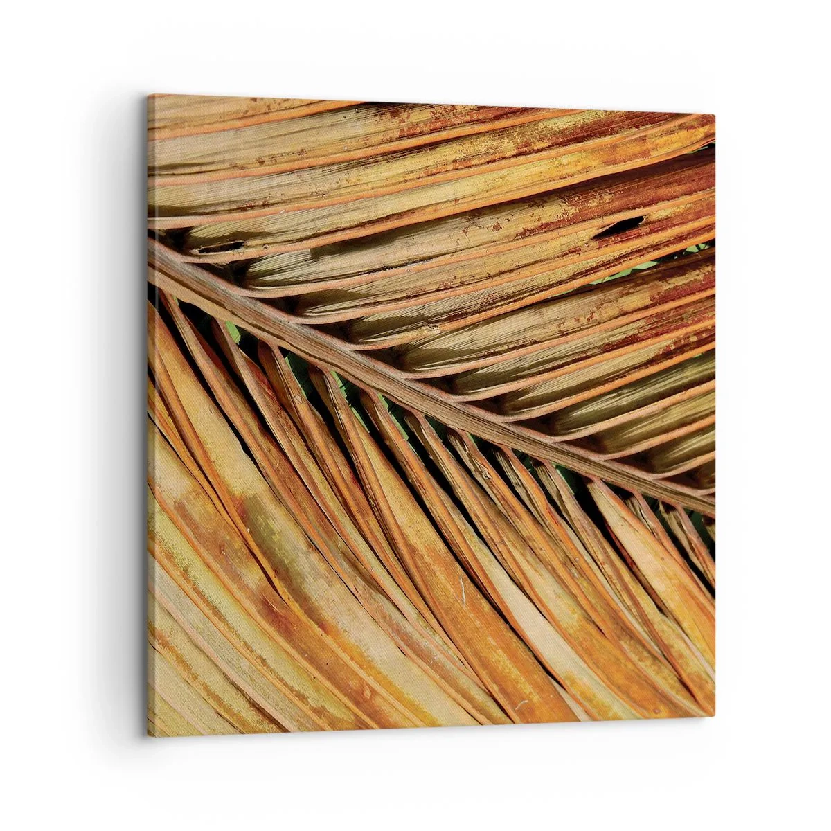 Lærredstryk - Billede på lærred - Kokosnød guld - 60x60 cm