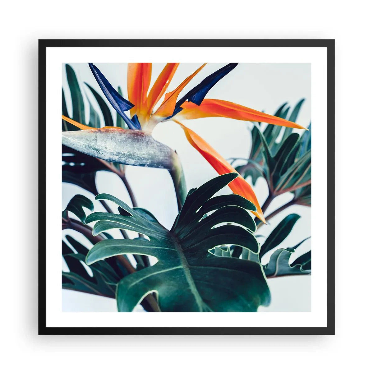 Plakat i sort ramme - Fuglebur - 60x60 cm