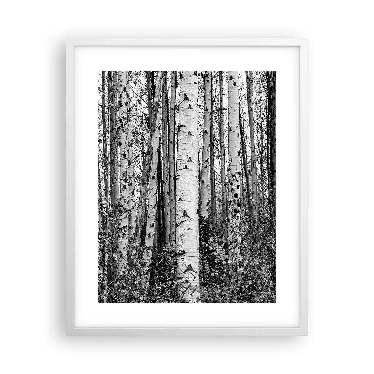 Plakat i hvid ramme - Kolonnade af birk - 40x50 cm