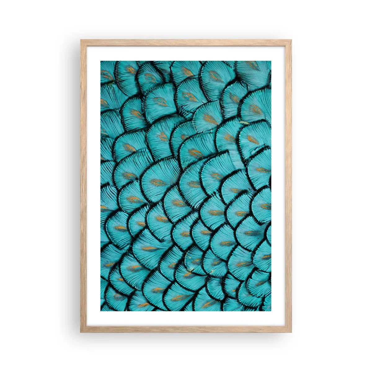 Plakat i ramme af lyst egetræ - Den store fjer-galla - 50x70 cm