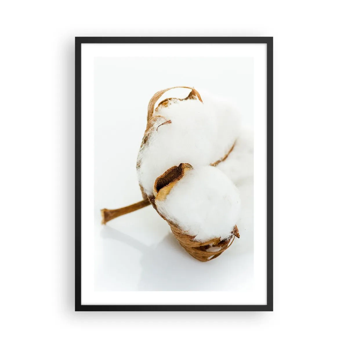 Plakat i sort ramme - Et nærbillede af en bomuldsgren med fine hvide fibre. - 50x70cm - Blød af natur - Moderne vægdekoration til stue og soveværelse ARTTOR
