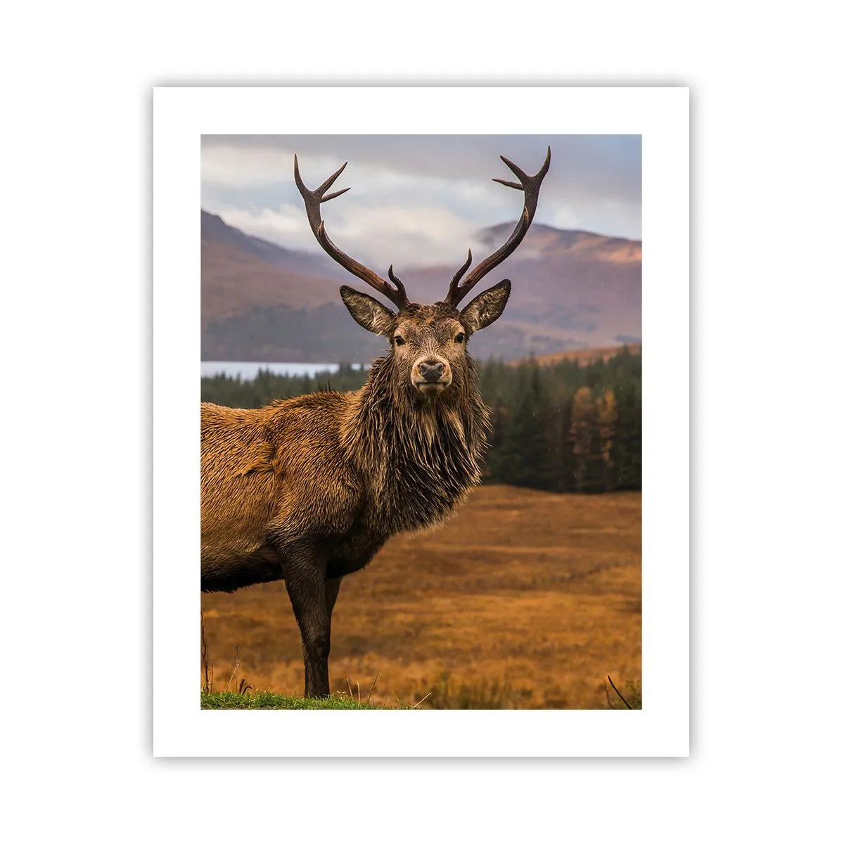 Plakat - Naturens majestæt - 40x50 cm