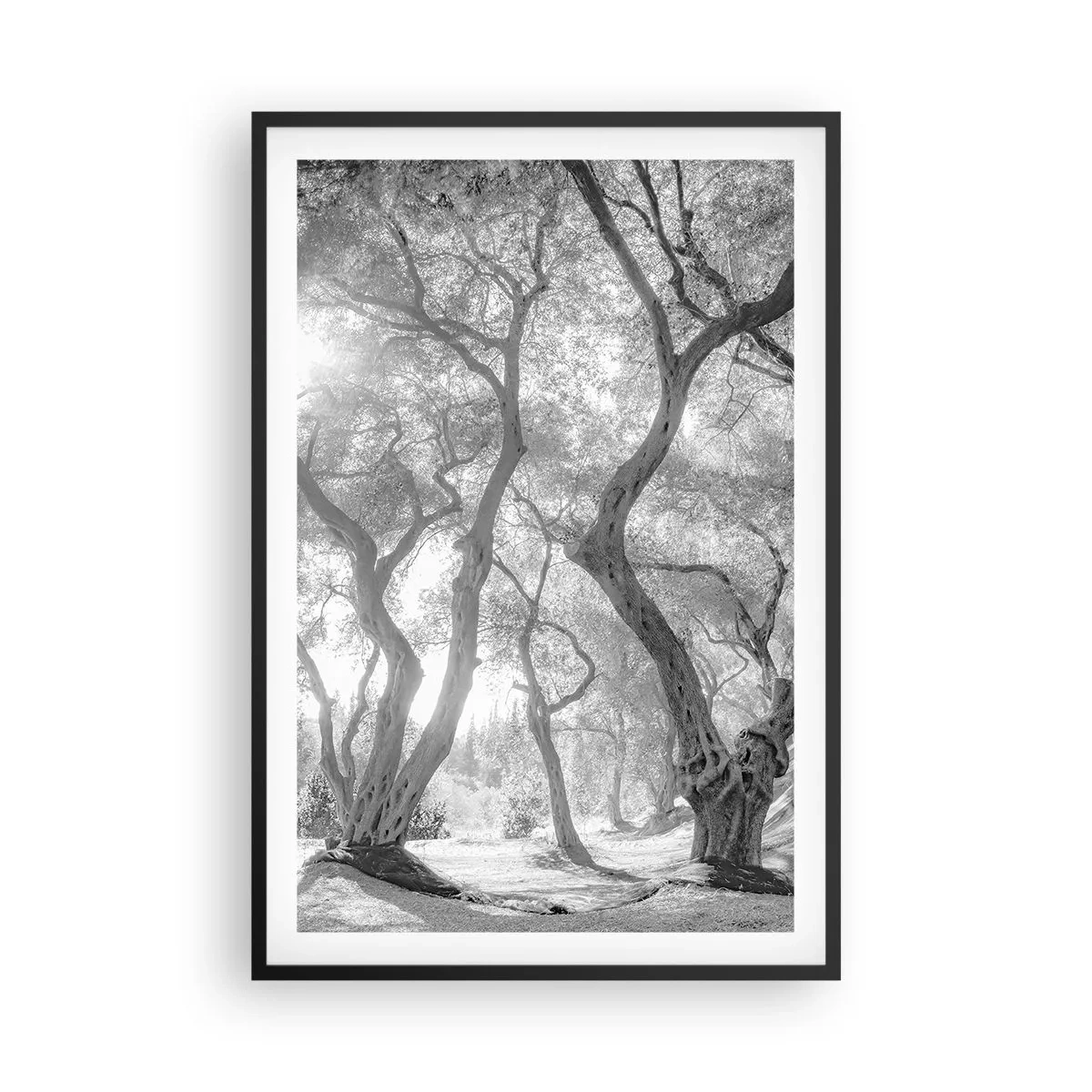 Plakat i sort ramme - I en olivenlund - 61x91 cm