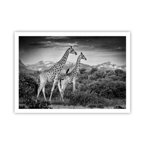 Plakat - Afrikas overklasse - 100x70 cm