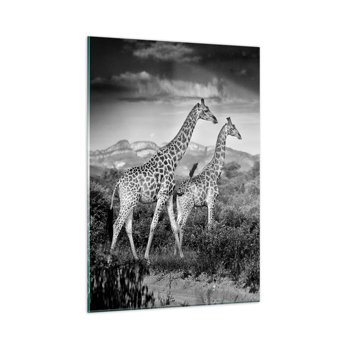 Billede på glas - Afrikas overklasse - 50x70 cm