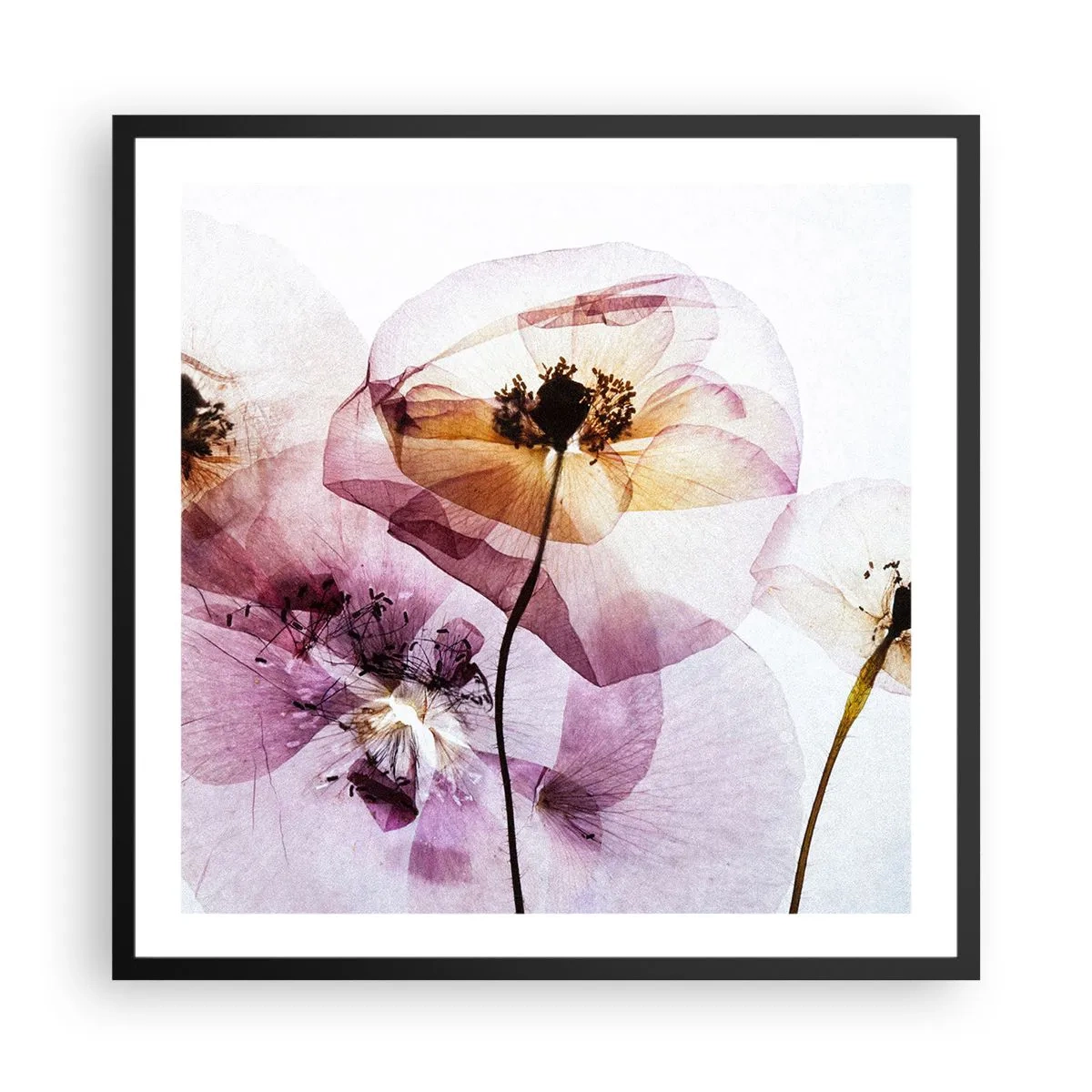 Plakat i sort ramme - Blomsterlegeme dias - 60x60 cm