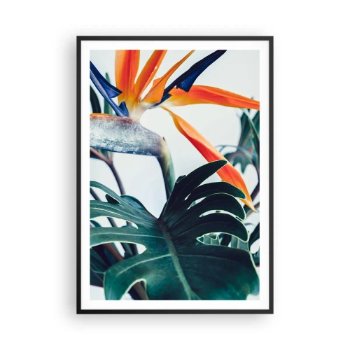 Plakat i sort ramme - Fuglebur - 70x100 cm