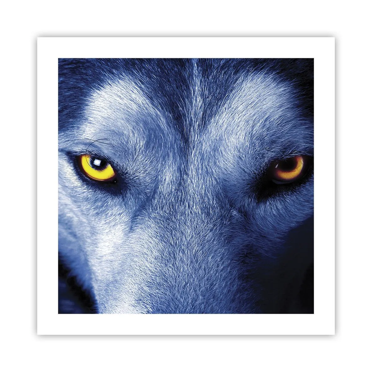 Plakat - Et hypnotiserende udseende - 50x50 cm