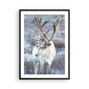 Plakat i sort ramme - Hvide rensdyr i et vinterlandskab - 50x70cm - Portræt i solen - Moderne vægdekoration til stue og soveværelse ARTTOR