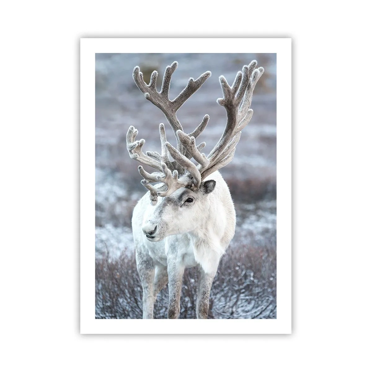 Plakat - Portræt i solen - 50x70 cm