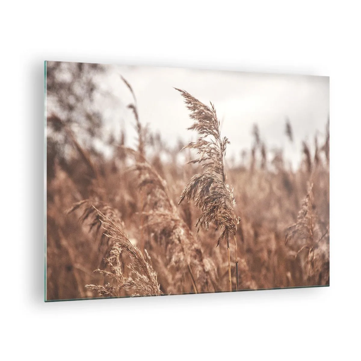 Billede på glas - Tørret græs i vinden i naturens efterårslys - 70x50cm - Efteråret er allerede på markerne - Moderne vægdekoration til stue og soveværelse ARTTOR