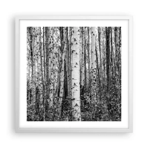 Plakat i hvid ramme - Kolonnade af birk - 50x50 cm
