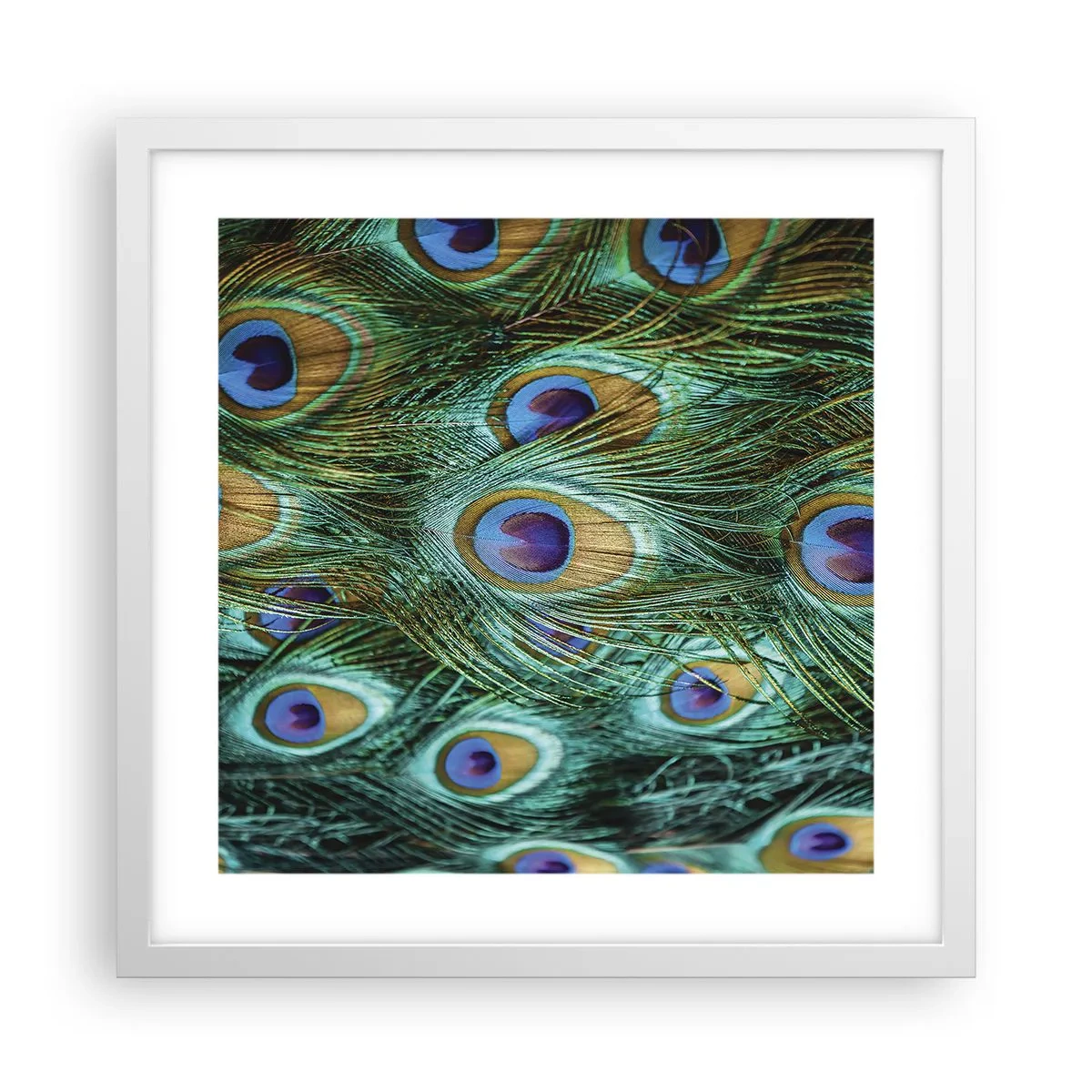 Plakat i hvid ramme - En påfugls blik - 40x40 cm