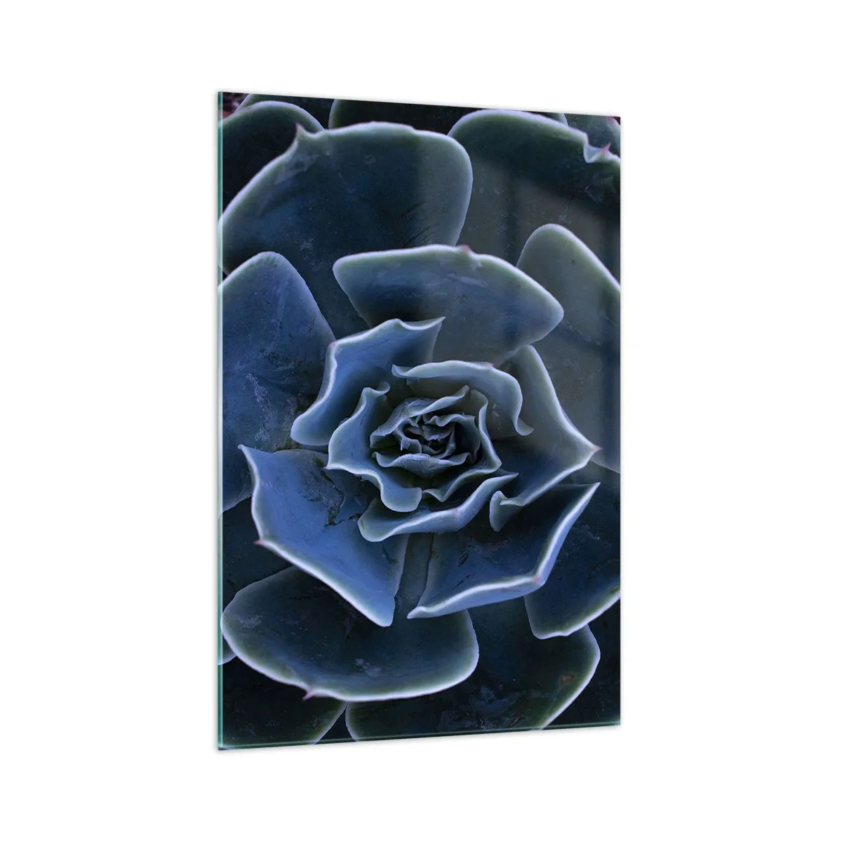 Billede på glas - Ørkenblomst - 70x100 cm