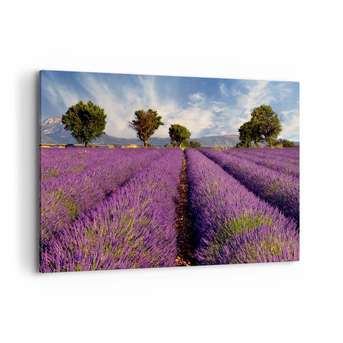 Lærredstryk - Billede på lærred - Enge med lavendel - 100x70 cm
