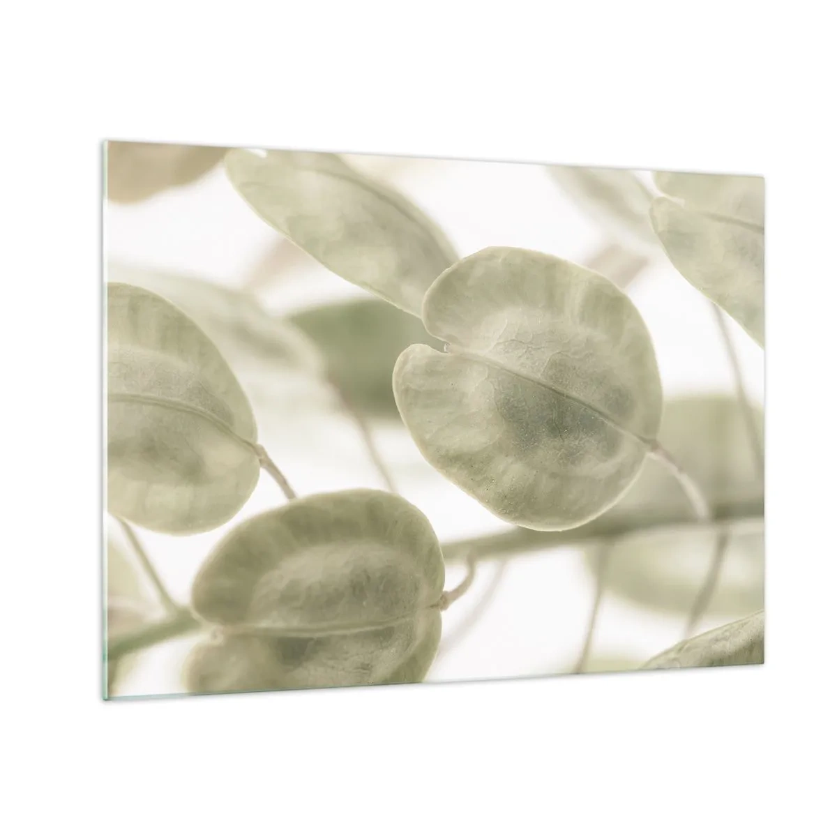 Billede på glas - Nærbillede af blade i bløde pastelgrønne nuancer - 70x50cm - I begyndelsen var der blade... - Moderne vægdekoration til stue og soveværelse ARTTOR