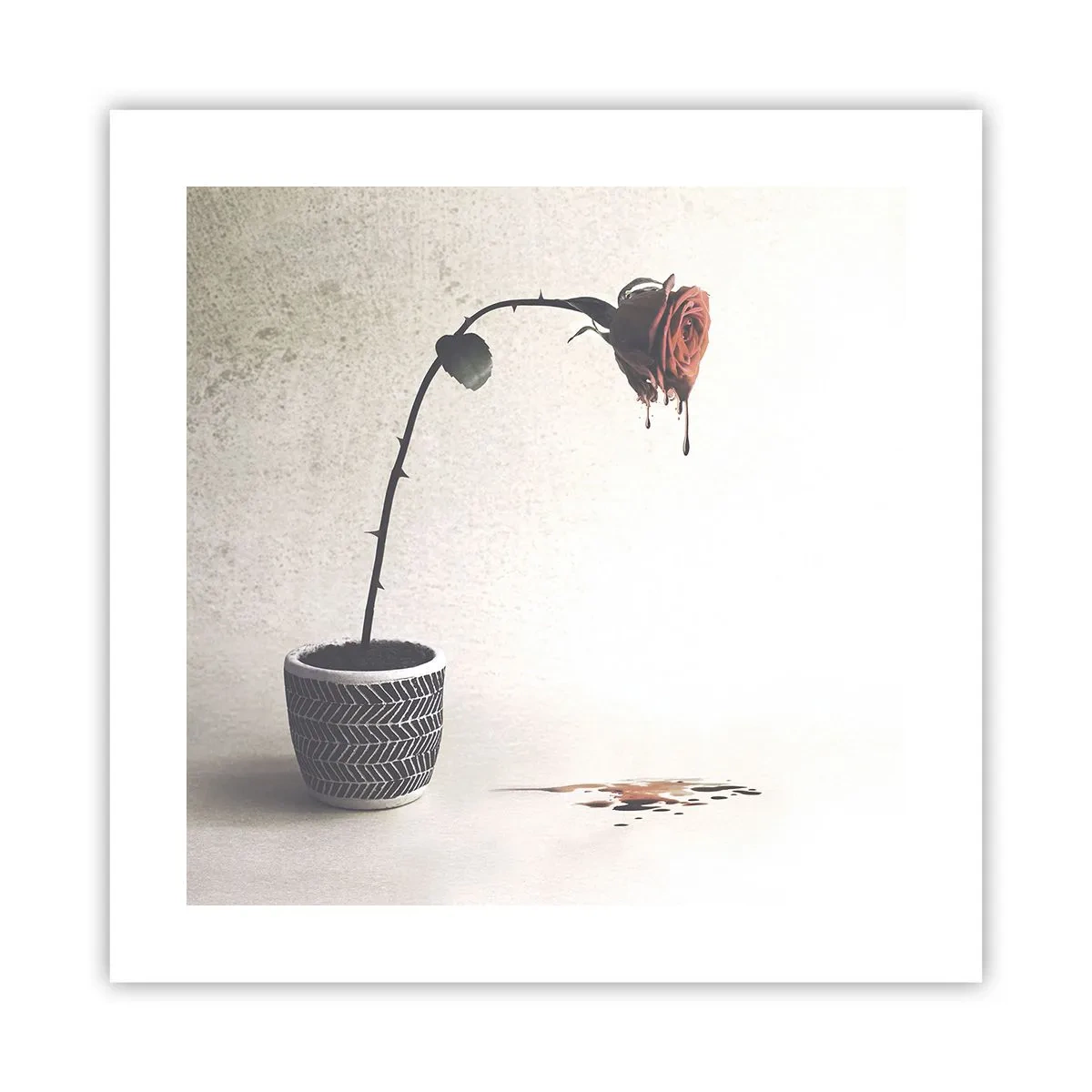 Plakat - Rosa dolorosa - 40x40 cm