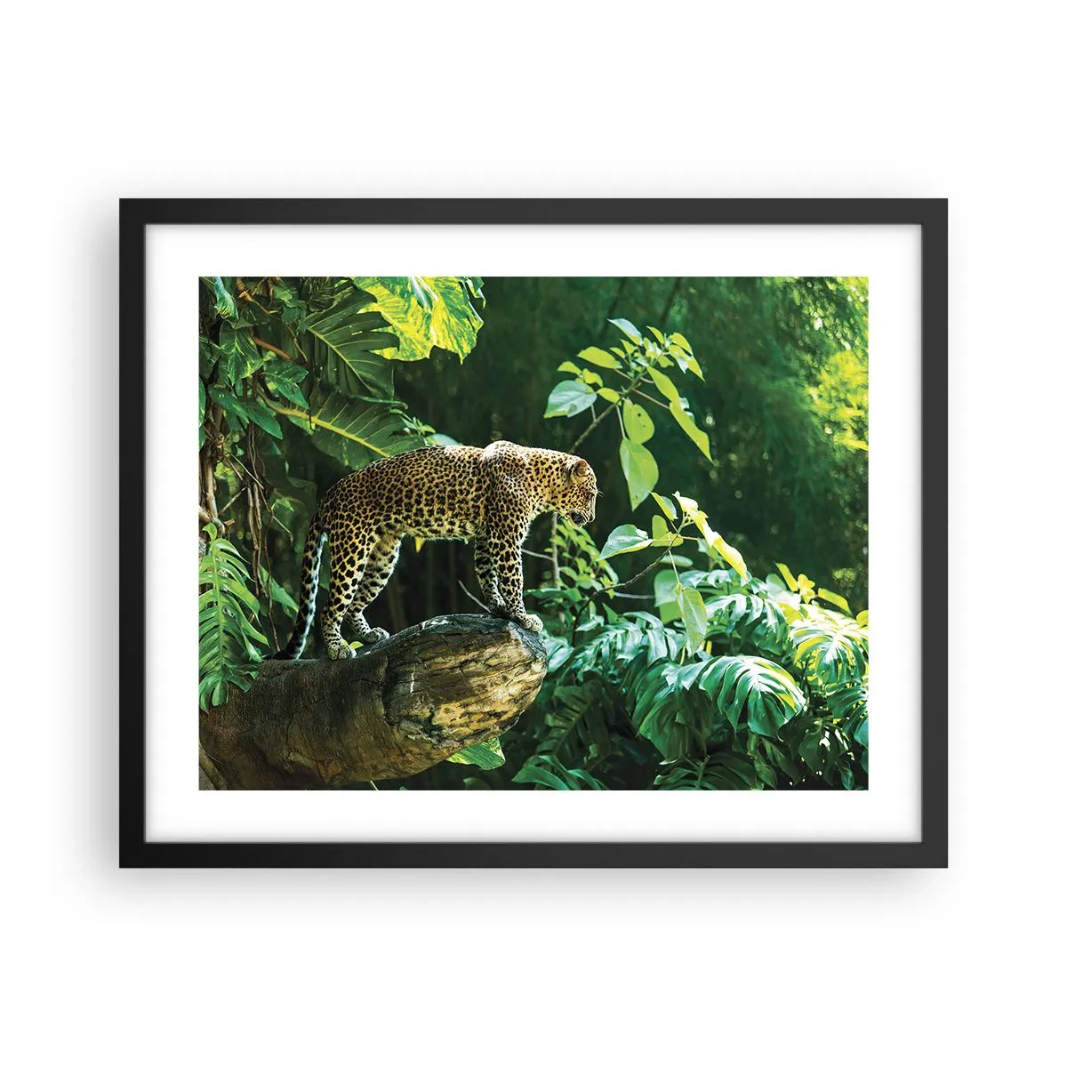 Plakat i sort ramme - Til jagt? - 50x40 cm