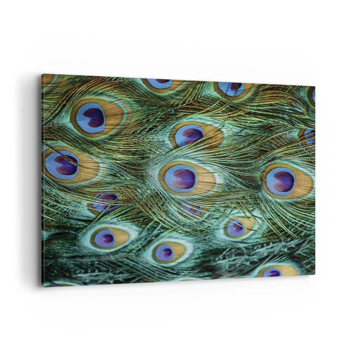 Lærredstryk - Billede på lærred - En påfugls blik - 100x70 cm