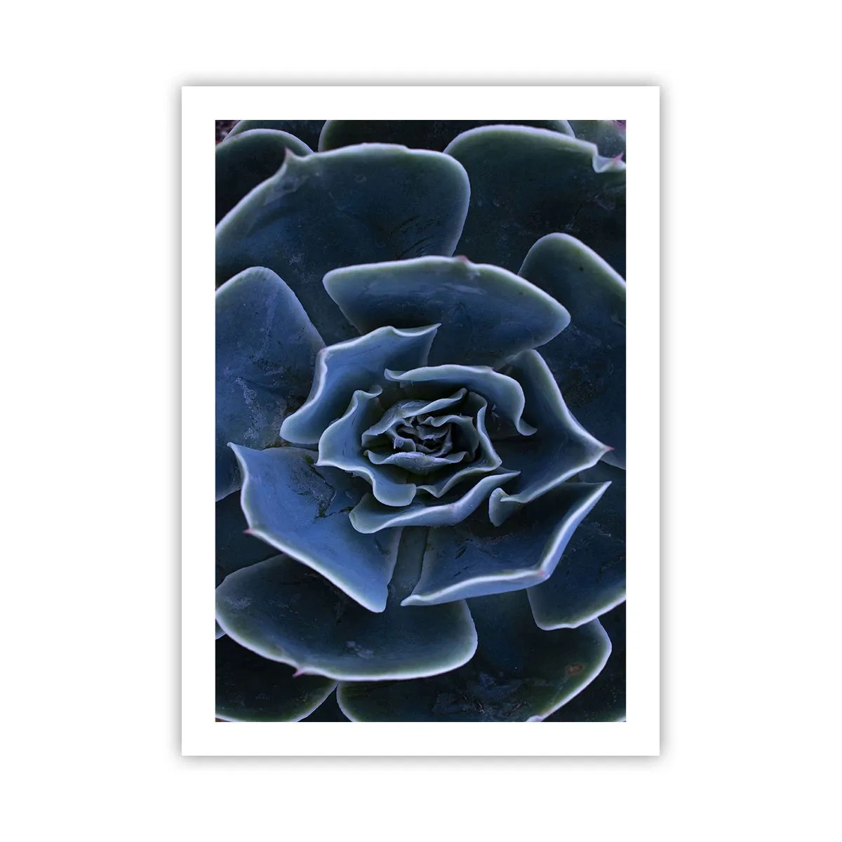 Plakat - Ørkenblomst - 50x70 cm