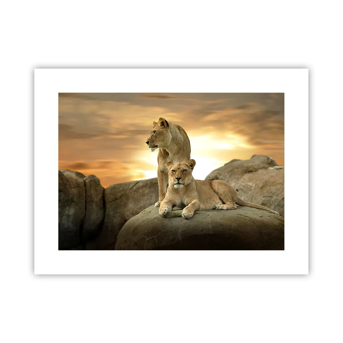 Plakat - Kongelig majestæt - 40x30 cm
