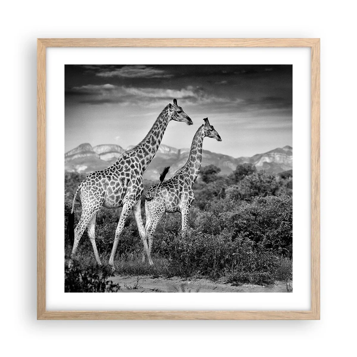 Plakat i ramme af lyst egetræ - Afrikas overklasse - 50x50 cm