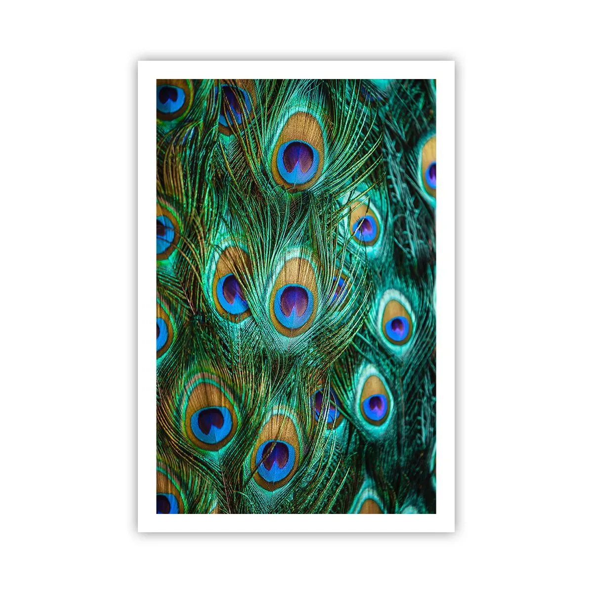 Plakat - En påfugls blik - 61x91 cm