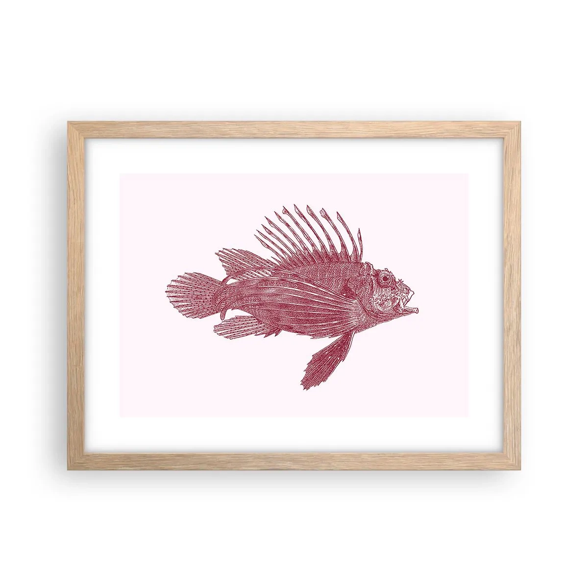 Plakat i ramme af lyst egetræ - En beboer i eksotiske farvande - 40x30 cm