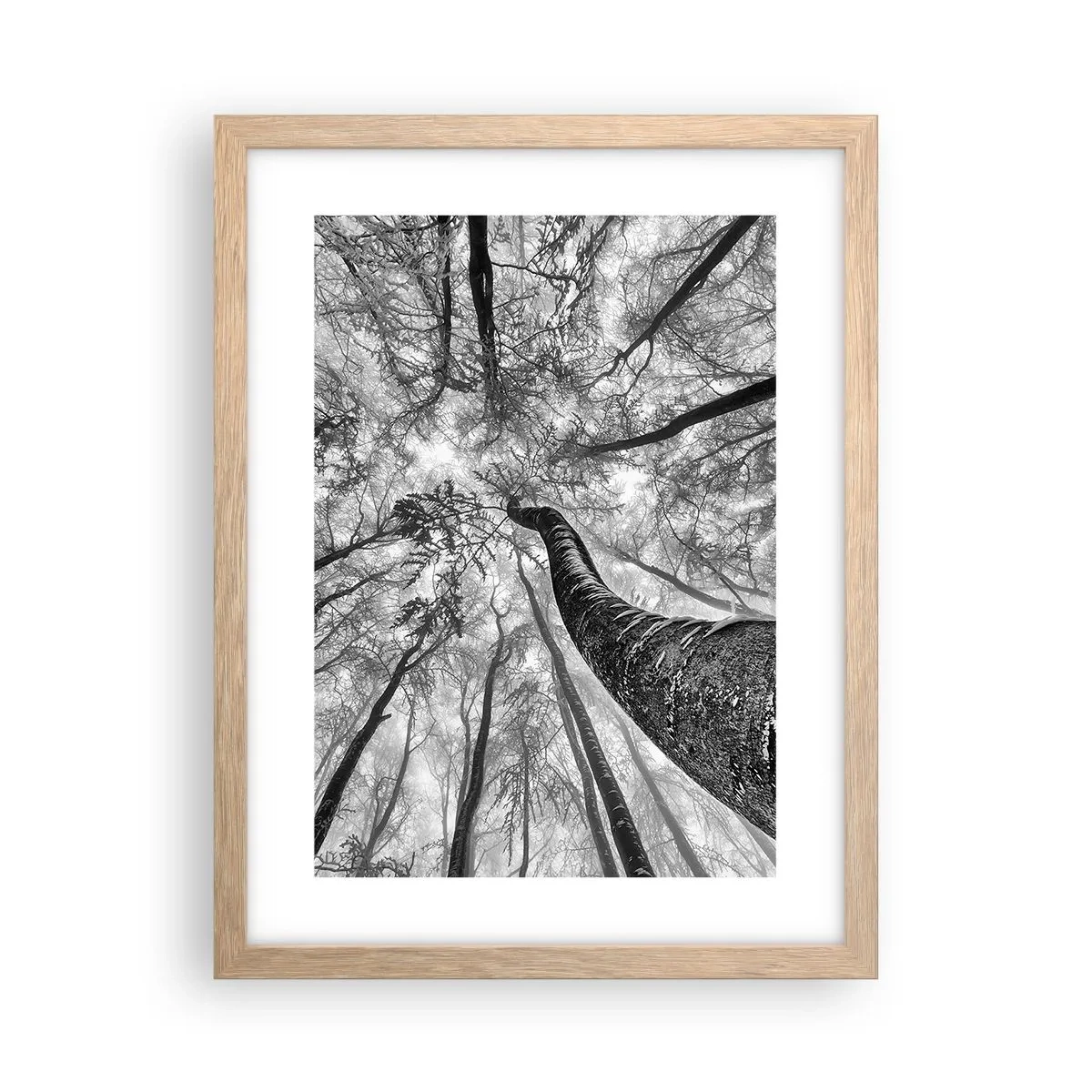 Plakat i ramme af lyst egetræ - Kapløb mod lyset - 30x40 cm