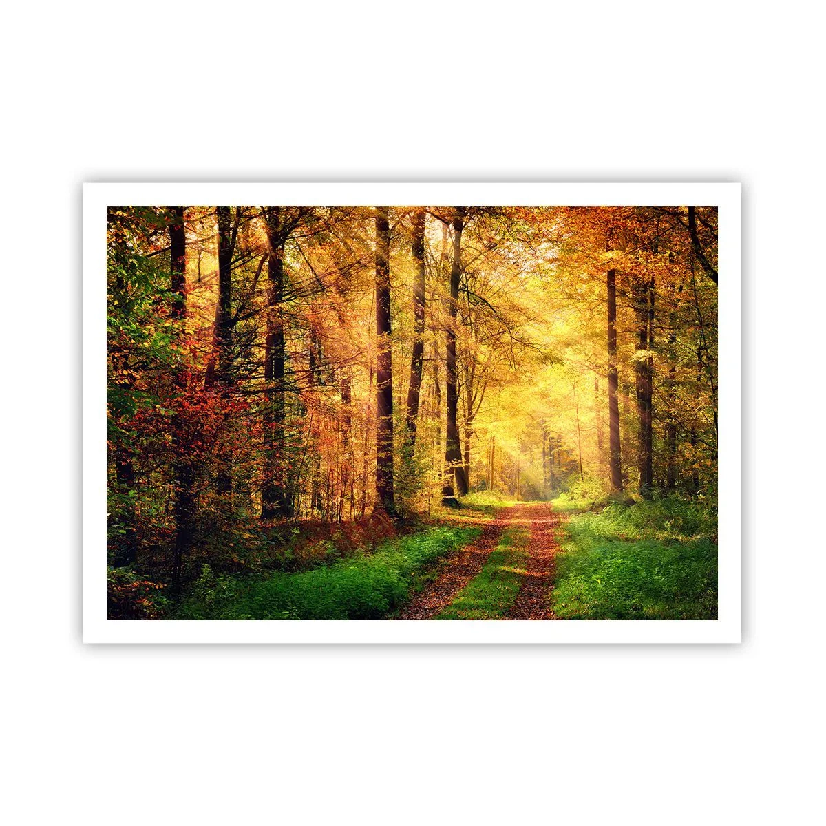 Plakat - Skovgylden stilhed - 100x70 cm