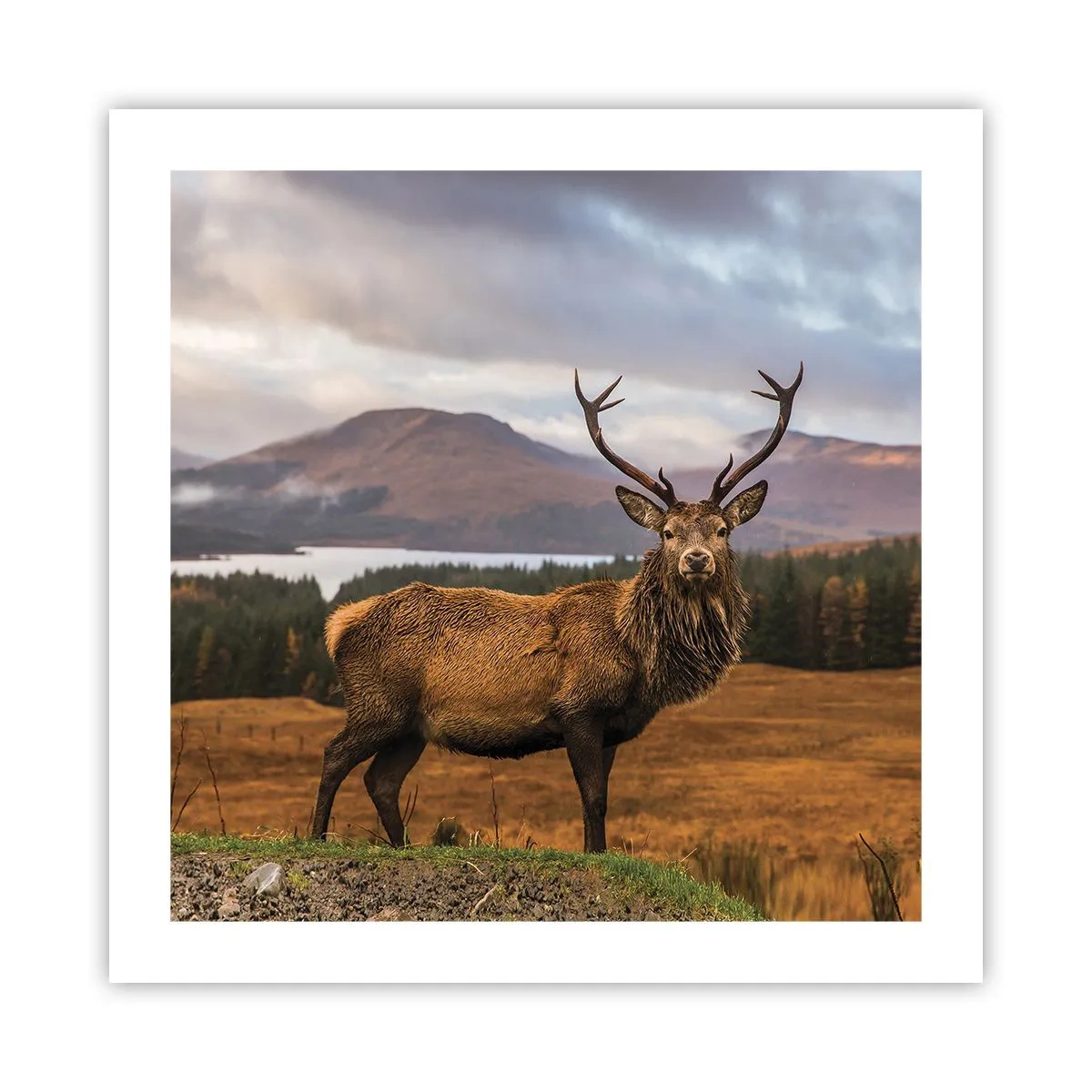 Plakat - Naturens majestæt - 50x50 cm
