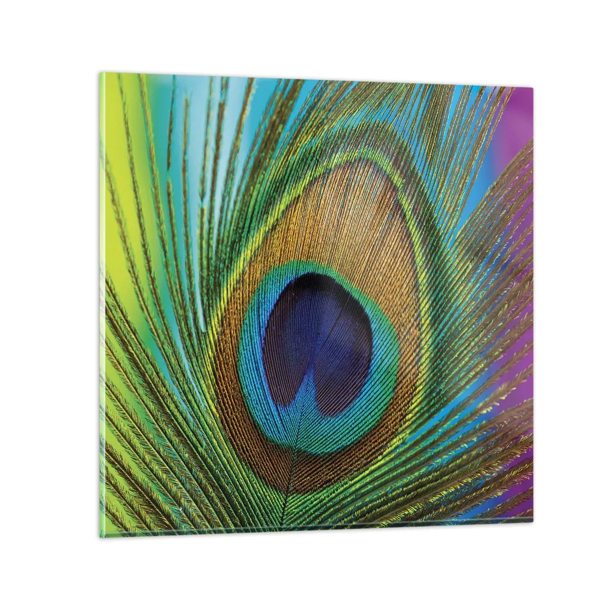 Billede på glas - Øje mod øje - 70x70 cm