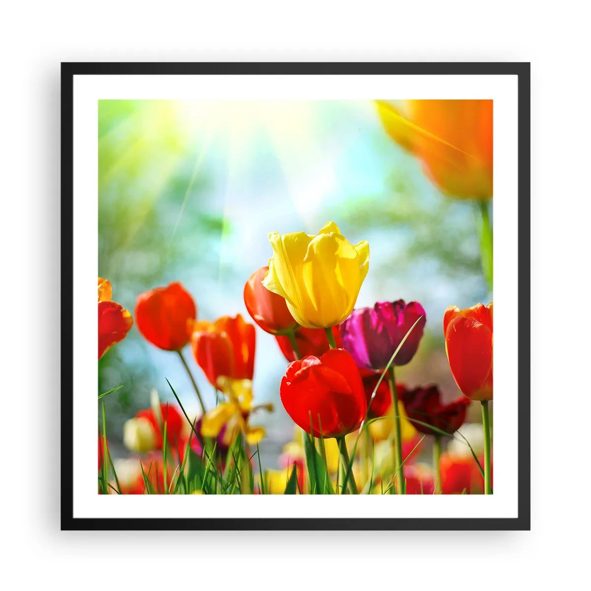Plakat i sort ramme - Alle solens farver - 60x60 cm