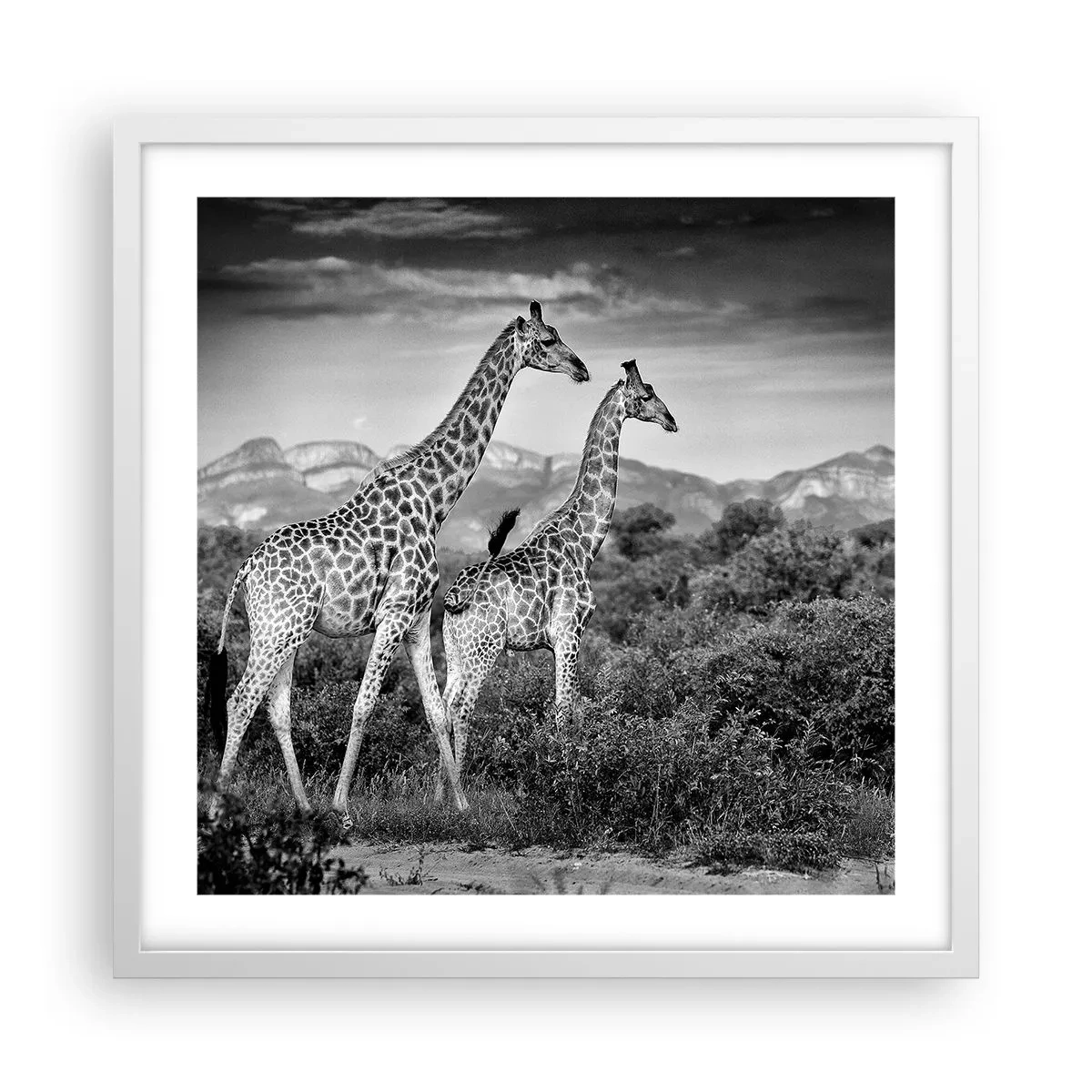Plakat i hvid ramme - Afrikas overklasse - 50x50 cm