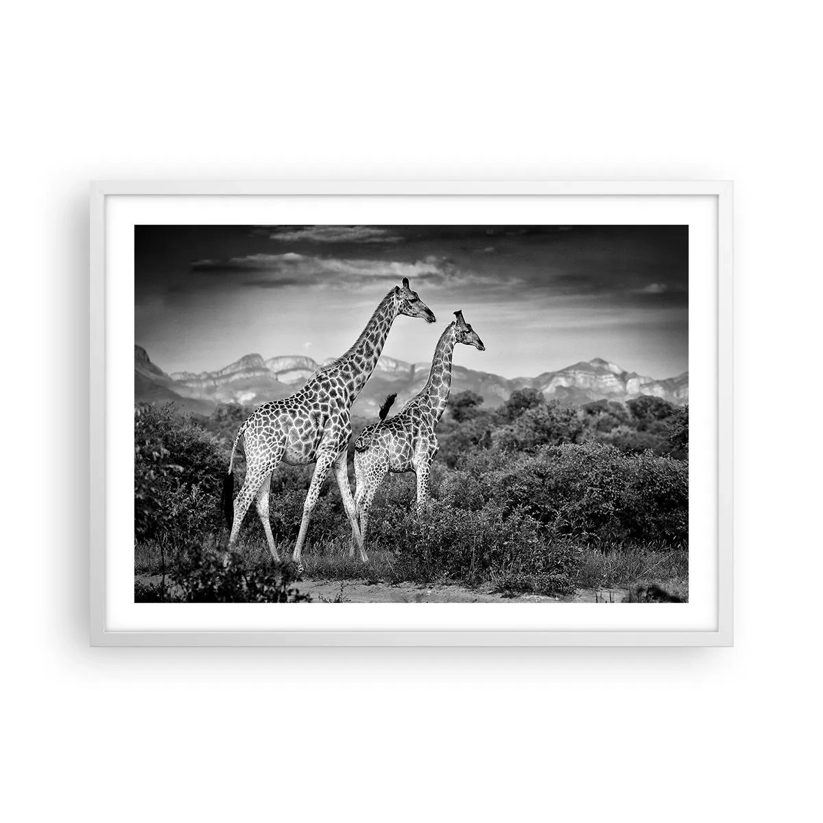 Plakat i hvid ramme - Afrikas overklasse - 70x50 cm