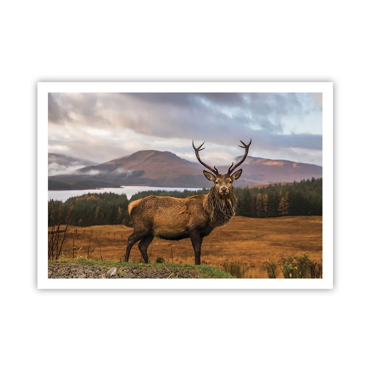 Plakat - Naturens majestæt - 100x70 cm