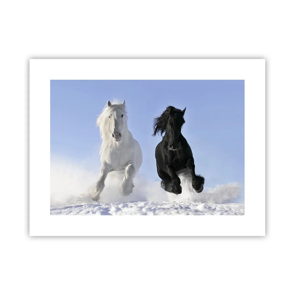 Plakat - Sort og hvid galop - 40x30 cm